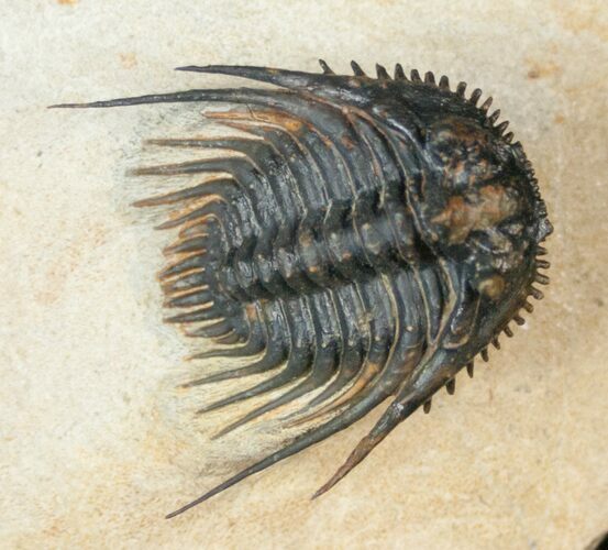 Big Leonaspis Trilobite With Free-Standing Spines #17290
